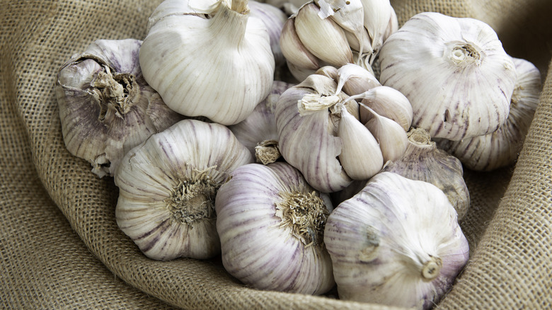 Collection of garlic bulbs