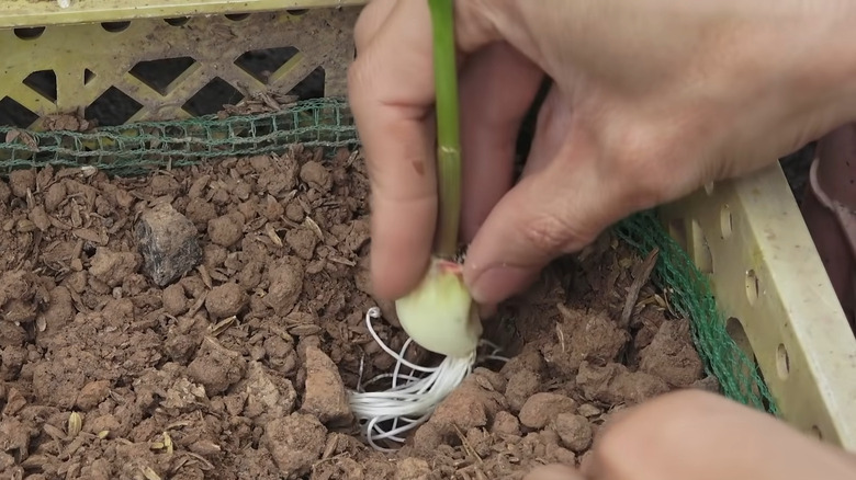 Planting garlic clove