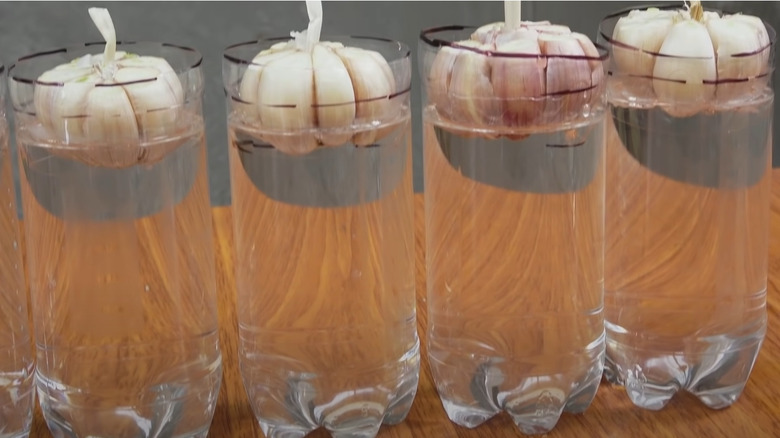 Growing garlic in water bottles