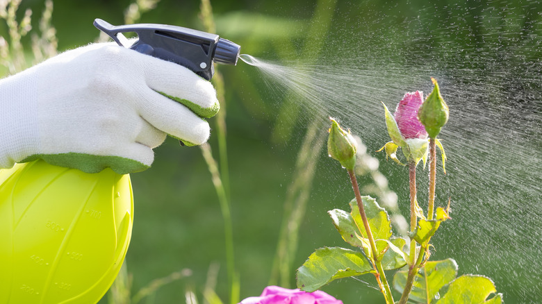 Spraying roses