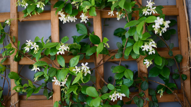 Flowering ivy growing up a piece of lattice.