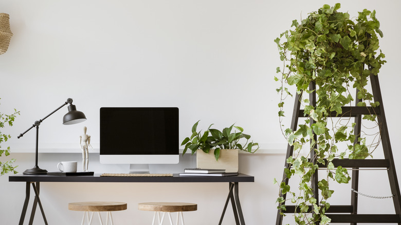 Office interior with climbing ivy growing down a ladder.