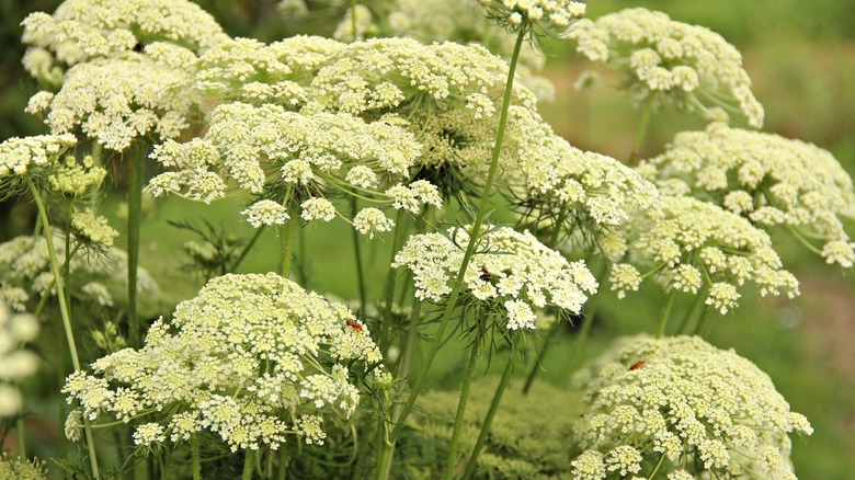 A close-up of creamy white carrot flowers