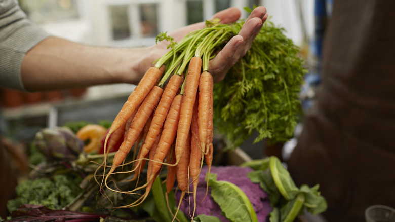 A hand holds a bunch of small carrots by the leaves