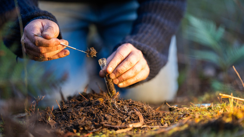 Gardener taking soil samples and putting them in a test tube