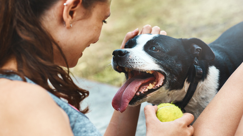 dog with collar