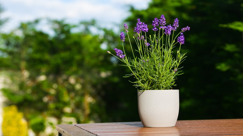 lavender backyard