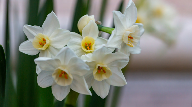 Floppy white paperwhites