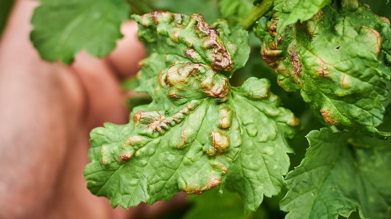 Diseased leaves on plant