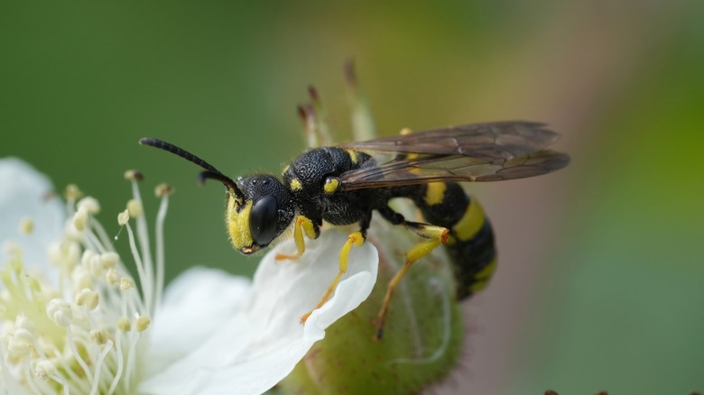 Wasp on flower petal