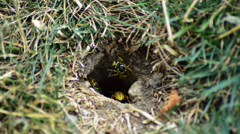 Yellow jacket wasps around nest