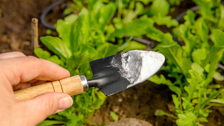 Holding white powder in garden