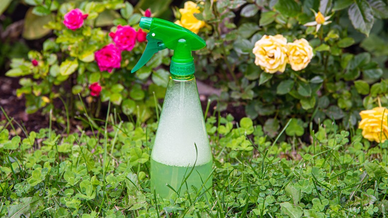 Spray bottle in garden