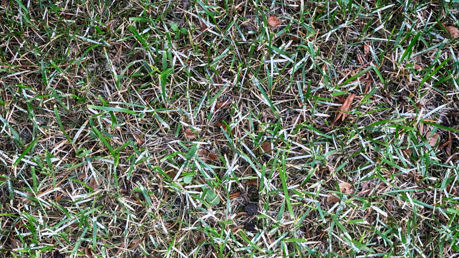 Here's How You Could Reduce Powdery Mildew In Your Grass Using One ...