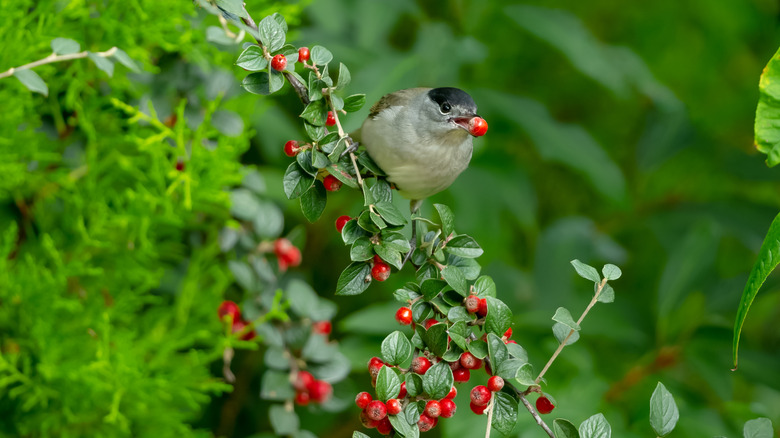 Bird eating berries