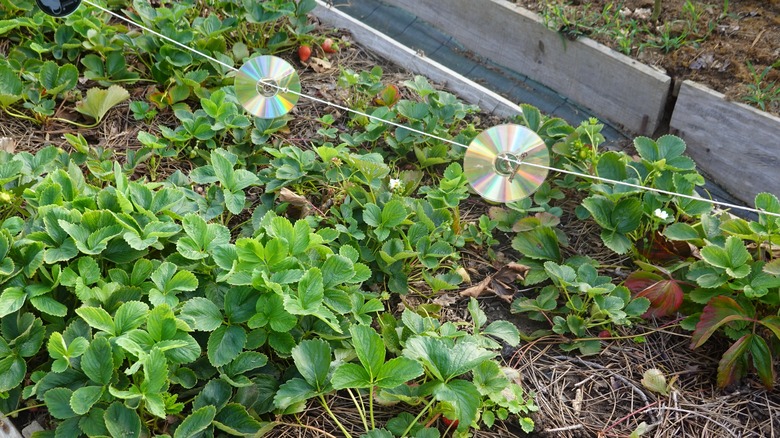 Plants in a garden bed with CDs hanging.