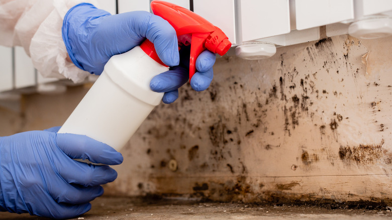 person dealing with mold