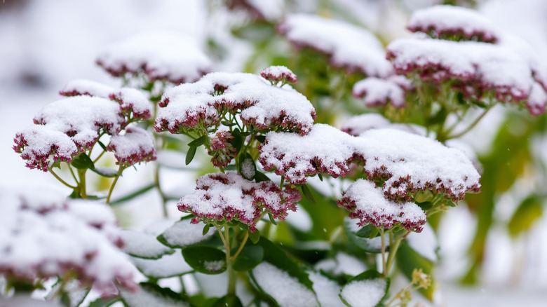 Sedum plants with pink flowers covered in snow