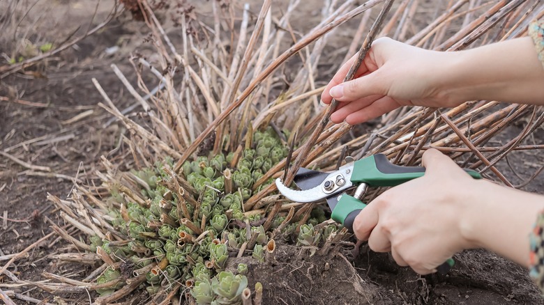 A person cutting dry sedum stalks with pruning shears