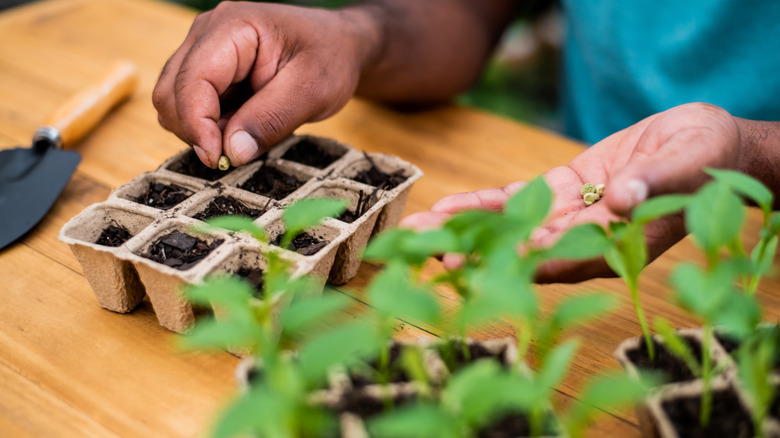 A person is planting seeds in peat pots.