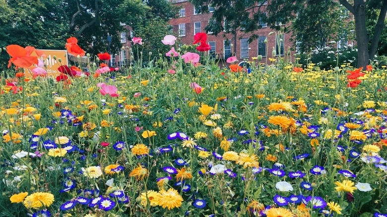 wildflower garden