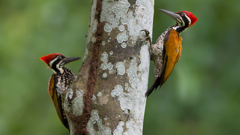 Two woodpeckers on one tree