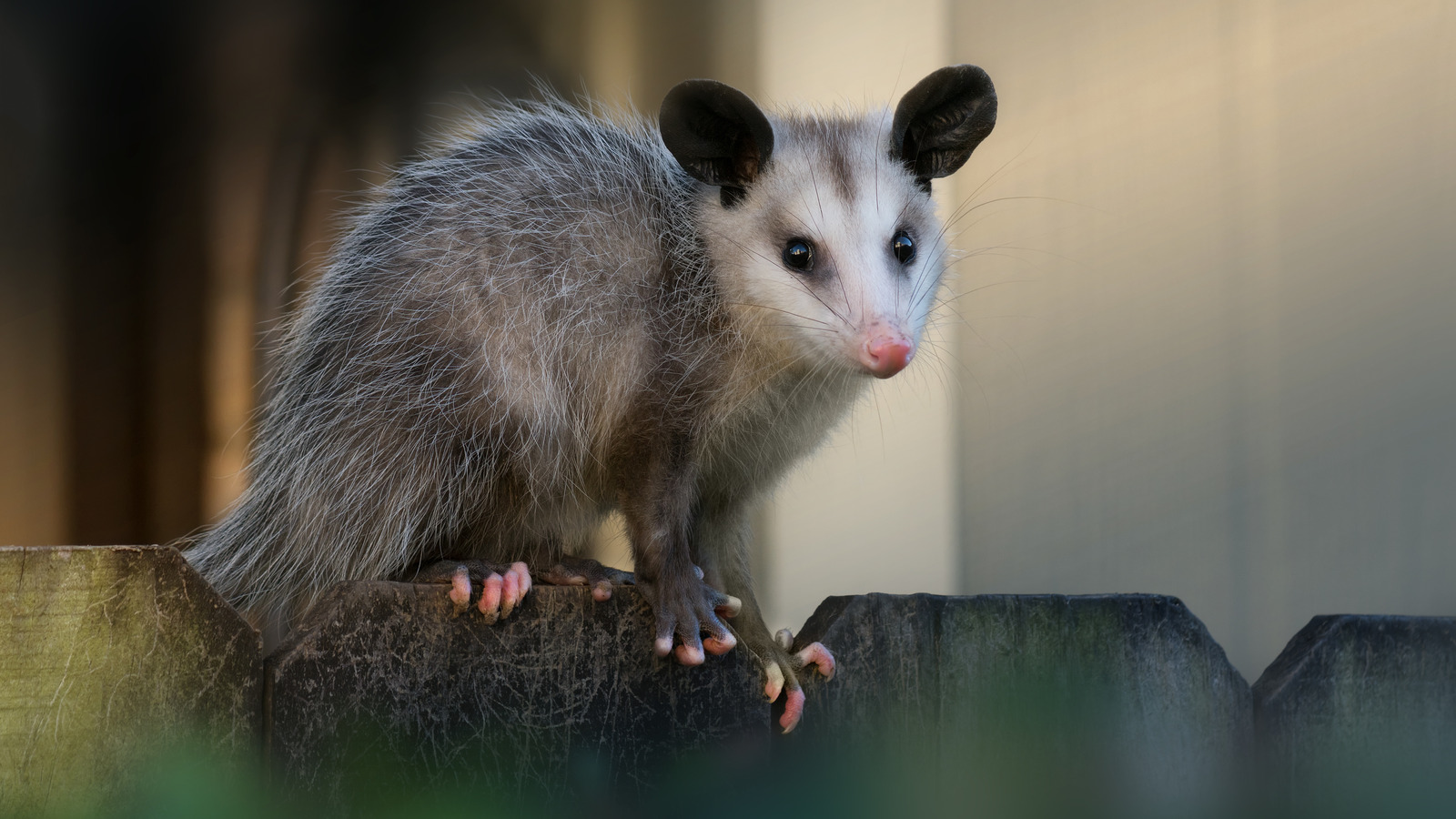 Send Possums Running From Your Yard With This Kitchen Spice