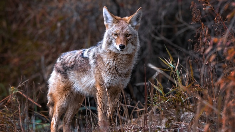 Coyote in a field