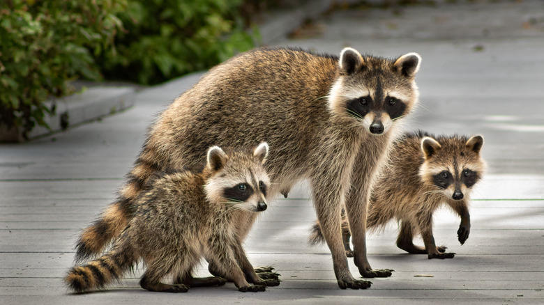 A mother raccoon and two young