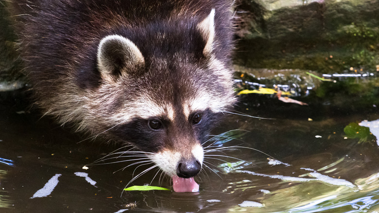 Raccoon drinking water