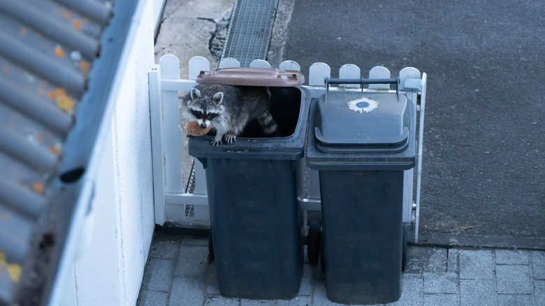 Raccoon in a garbage bin