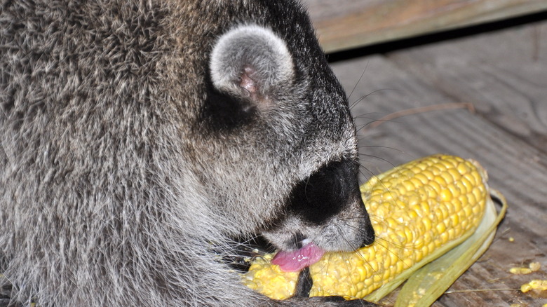 Raccoon with sweet corn ear