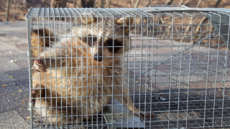 Raccoon in a live trap