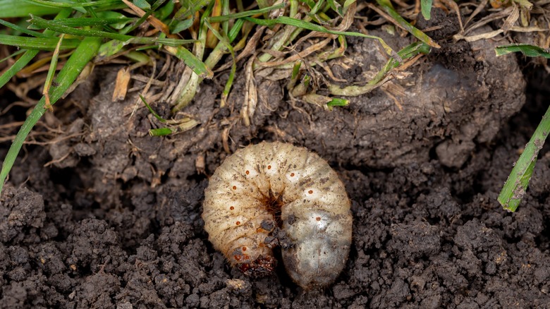 Grub in the ground