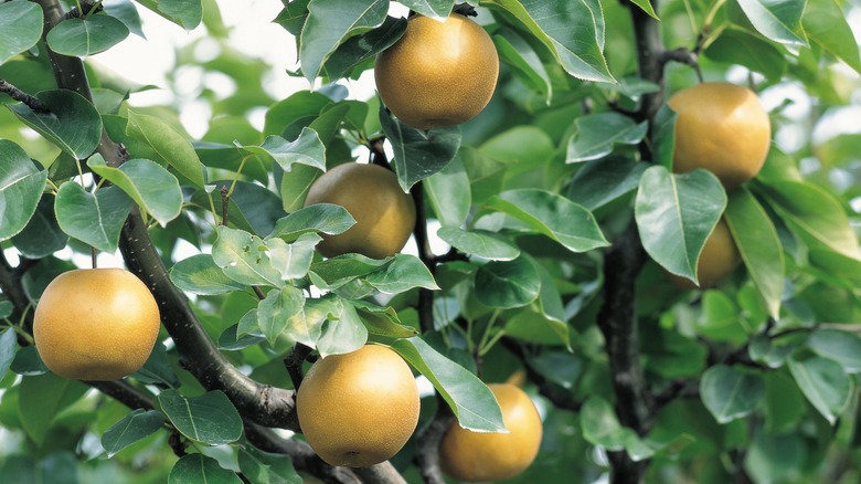 Asian pear tree