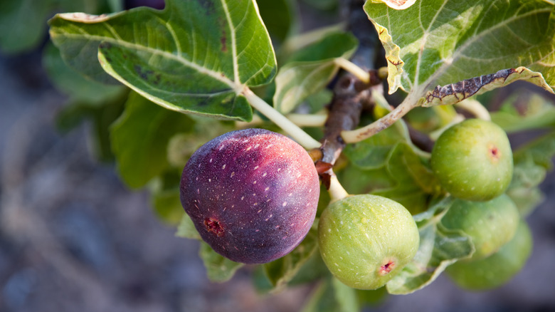 fig tree