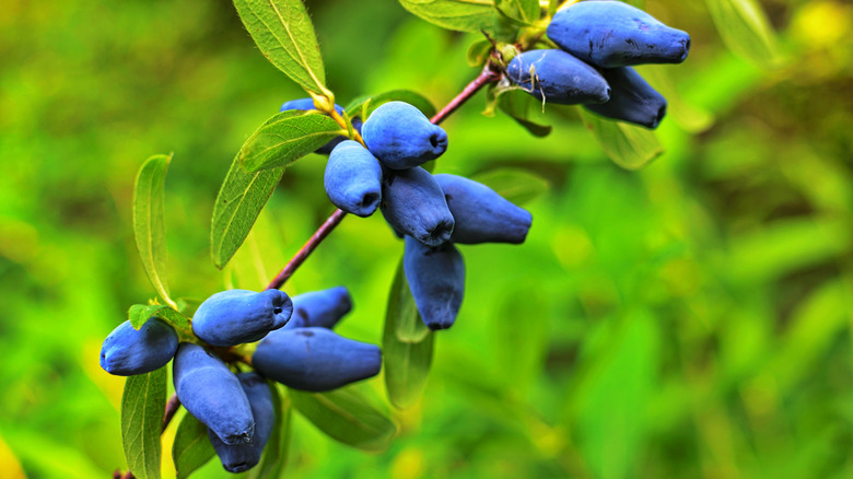 Honeyberry plant