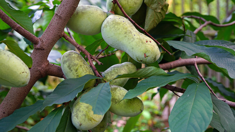 Pawpaw tree