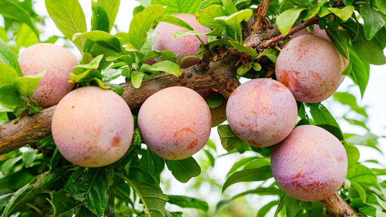 pluots growing on tree