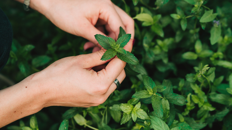 person harvesting mint