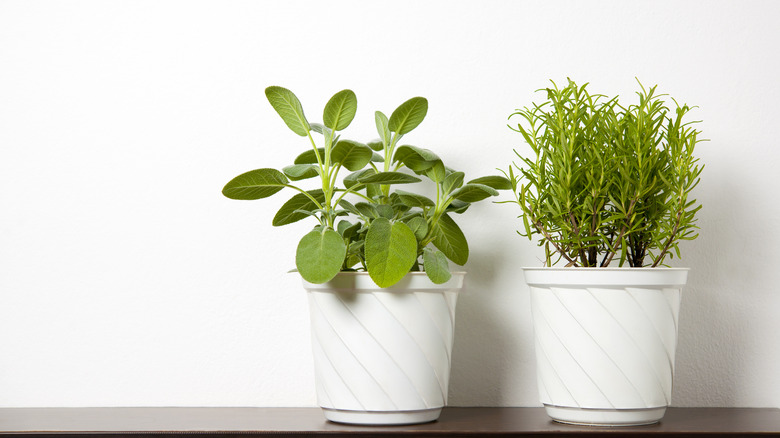 potted herbs