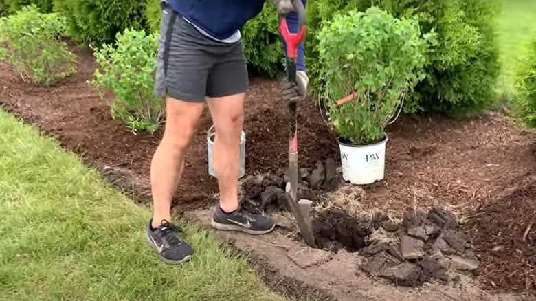 man planting a row of hydrangeas