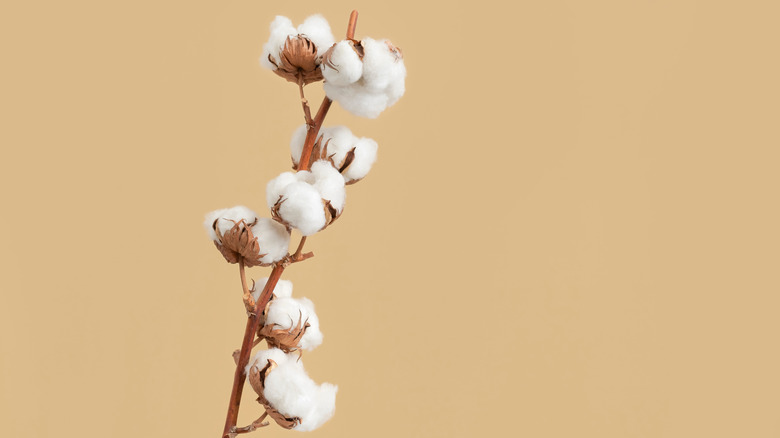 cotton bud on branch