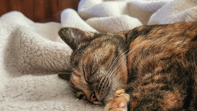 Calico cat on a cream-colored sherpa blanket