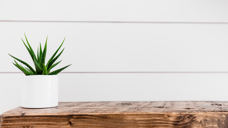 Potted plant with shiplap background