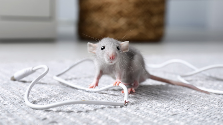 Gray mouse with chewed-up wire
