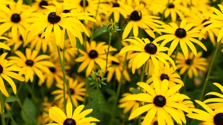 Yellow and brown flowers