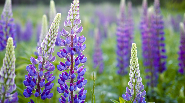 Purple and white lupines