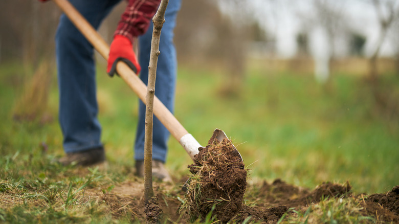 man planting tree with spade