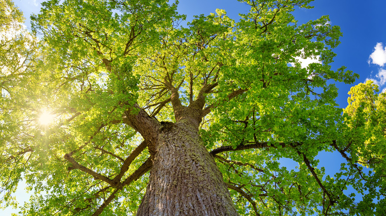 linden tree in sun